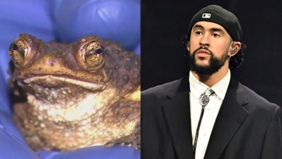 Brookfield Zoo Chicago helps save endangered toad thanks to Bad Bunny