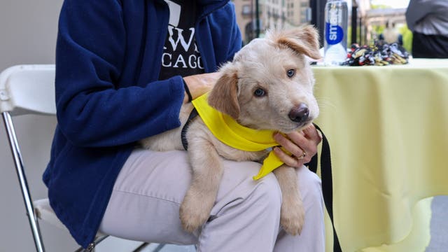PAWS Chicago hosts 28th annual Angels with Tails