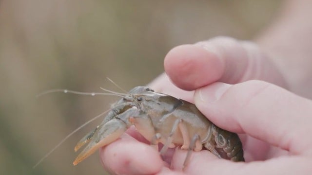 Brookfield Zoo helping endangered dragonfly species with crayfish burrows