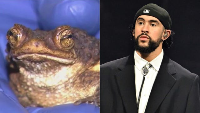 Brookfield Zoo Chicago helps save endangered toad thanks to Bad Bunny