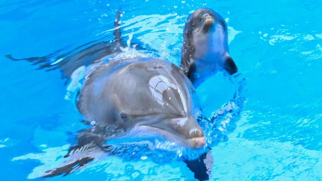 Brookfield Zoo Chicago's newborn dolphin dies suddenly just days after birth