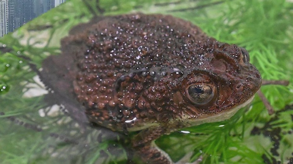 Brookfield Zoo Chicago helps save endangered toad thanks to Bad