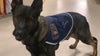 Crystal Lake police mourn loss of K-9 Zeus following medical emergency