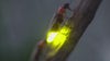 Fireflies will soon light up Chicago nights — but their future is flickering