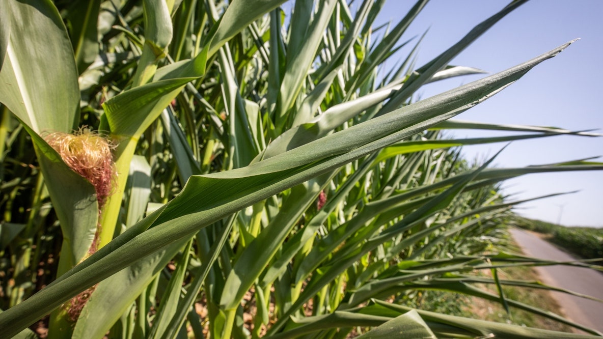 What is corn sweat? Why Illinois cornfields make summer feel more humid