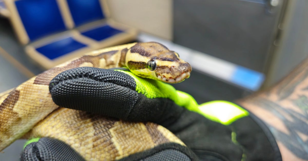Ball Python Transport Ball python gets loose on CTA train | FOX 32 Chicago