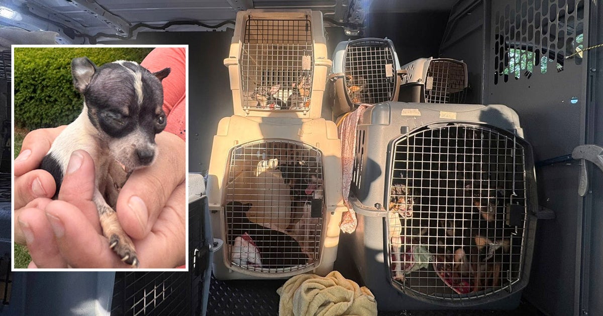 Illinois woman charged after 52 dogs rescued from uninhabitable home ...