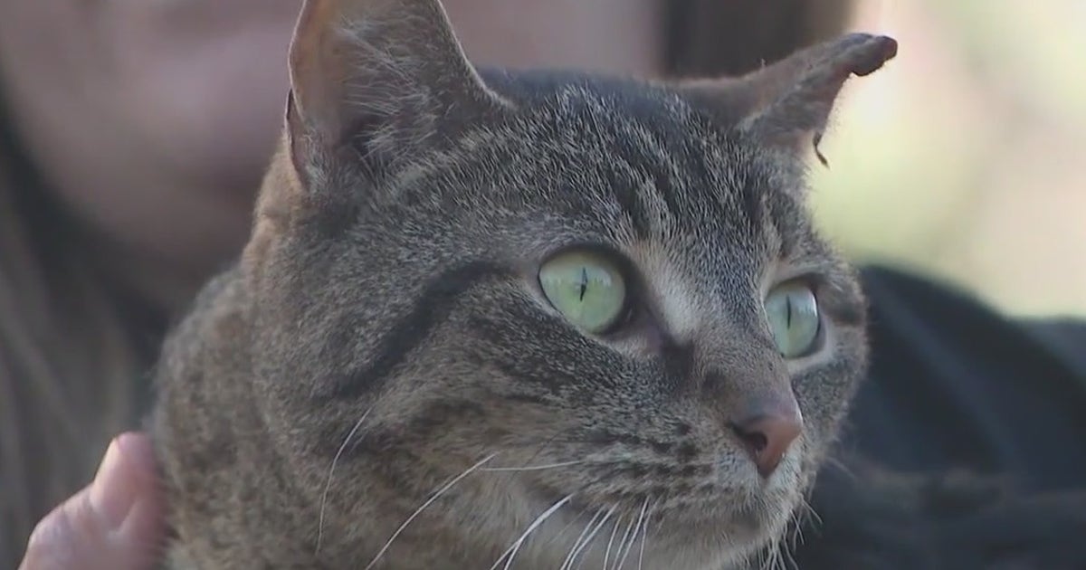 Indiana family's cat found alive days after devastating fire | FOX 32 ...