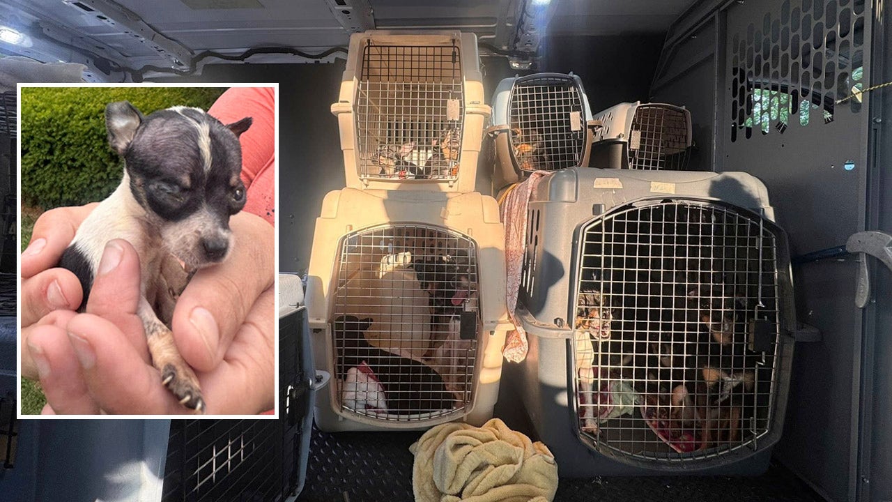 Illinois woman charged after 52 dogs rescued from uninhabitable home, police say