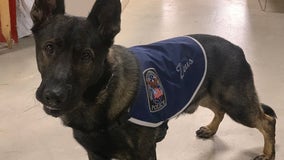 Crystal Lake police mourn loss of K-9 Zeus following medical emergency