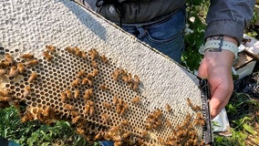 How urban beekeeping is thriving in Chicago neighborhoods