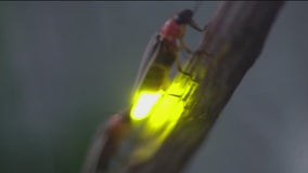 Fireflies will soon light up Chicago nights — but their future is flickering
