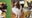 Voting is open for Peoples Gas' Safe Digging 'Ambassadog'