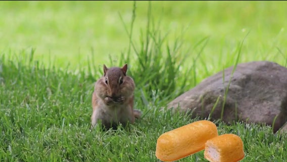 Chicago chipmunks are evolving fast — and our food may be why, Field Museum says