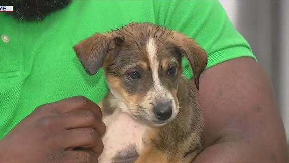 PAWS Chicago welcomes 30 dogs rescued from Texas floods
