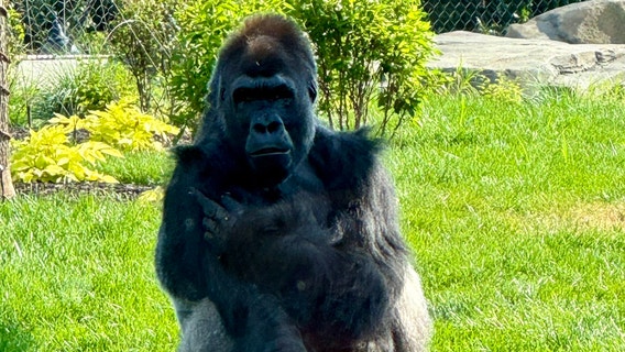 Brookfield Zoo Chicago unveils massive tropical primate habitat