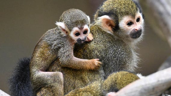 Tiny, fast and adorable: New squirrel monkey born at Brookfield Zoo