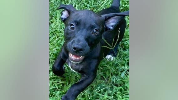 2-month-old puppy stolen from Anti-Cruelty animal shelter in River North