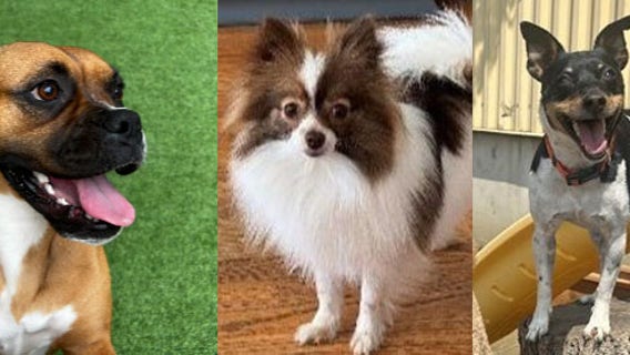 Voting is open for Peoples Gas' Safe Digging 'Ambassadog'