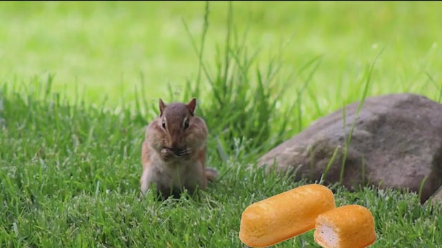 Chicago chipmunks are evolving fast — and our food may be why, Field Museum says