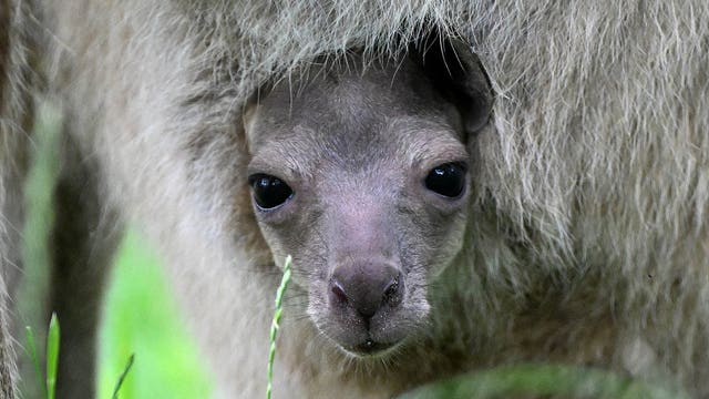 Brookfield Zoo's newest joey makes first appearance: PHOTOS