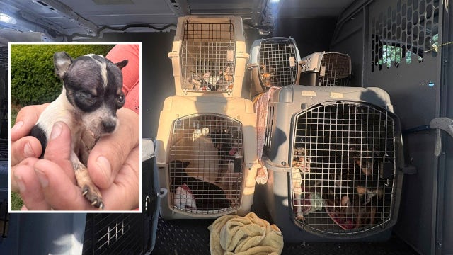 Illinois woman charged after 52 dogs rescued from uninhabitable home, police say