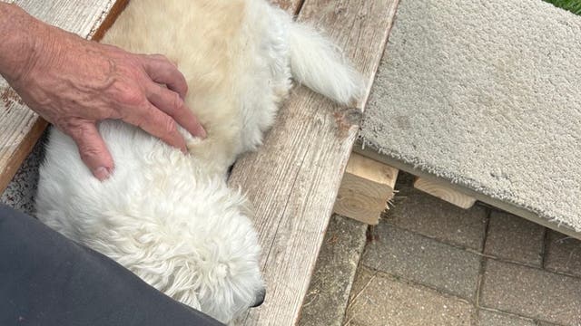 Eulogizing Bear-Bear, a sports columnist's best friend: Telander