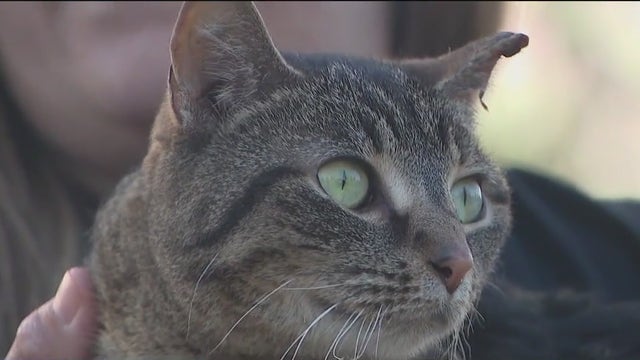 Indiana family's cat found alive days after devastating fire
