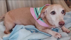 'Let your eyes be mine’: Blind man pleads for help finding stolen service dog