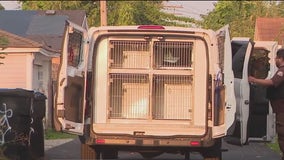 Person of interest in custody after 26 dogs rescued from Chicago home, officials say