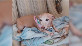 Reward offered for return of stolen support dog belonging to blind Chicago man