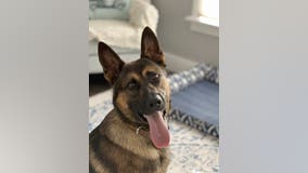 Meet Zack, Lake County Sheriff’s Office’s newest K9 officer