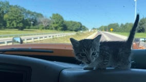 Suburban highway rescue leads to forever home for stray kitten