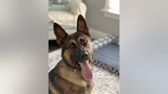 Meet Zack, Lake County Sheriff’s Office’s newest K9 officer
