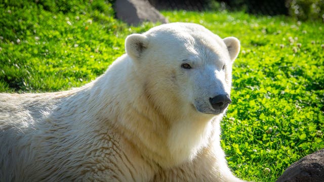 A cool new neighbor: Brookfield Zoo welcomes new polar bear