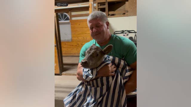 Udderly adorable: Minooka firefighters rescue runaway calf