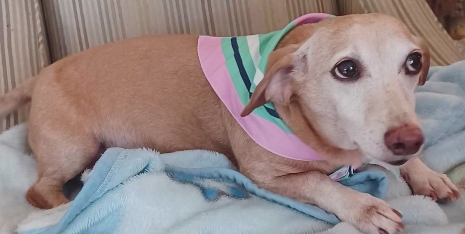 'Let your eyes be mine’: Blind man pleads for help finding stolen service dog