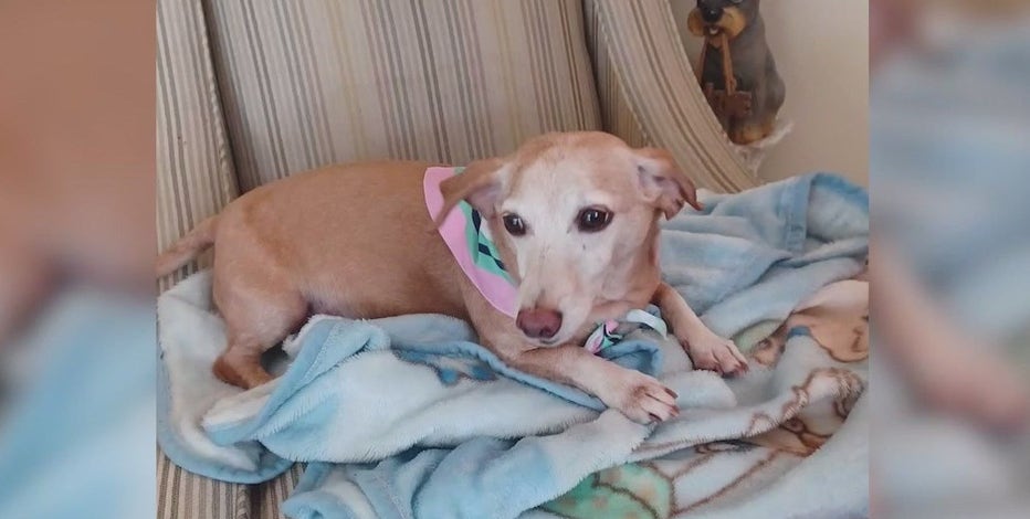 Reward offered for return of stolen support dog belonging to blind Chicago man