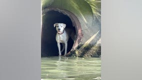 Chicago police rescue dog stranded in Chicago River drainpipe