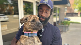 Starving puppy's second chance: Pup nursed back to health, rescued by Chicago-area deputy