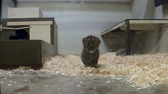Brookfield Zoo's Amur leopard cubs pass first health exam, prepare for public debut
