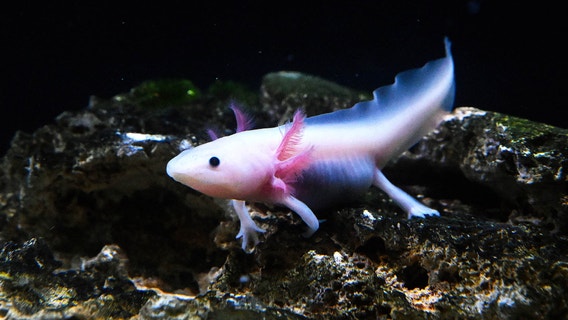 Brookfield Zoo announces winning name for new axolotl