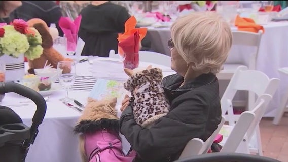 Chicago restaurants could become more dog friendly thanks to new proposed ordinance