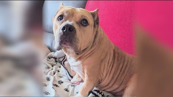 Pet foster families share stories of hope, raise money for West Suburban Humane Society