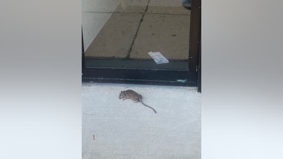 Dead rat, derogatory letter left at Chicago alderman's office amid rising immigration tensions