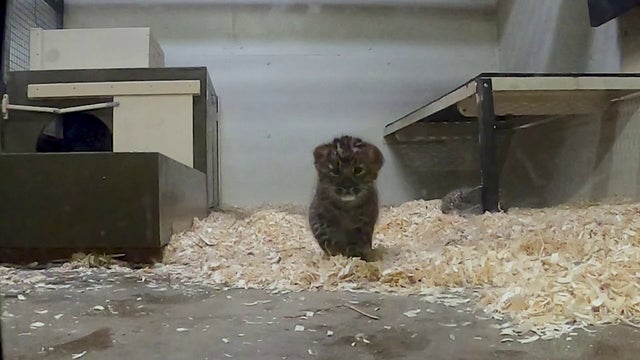 Brookfield Zoo's Amur leopard cubs pass first health exam, prepare for public debut