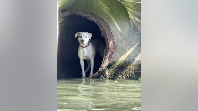 Chicago police rescue dog stranded in Chicago River drainpipe