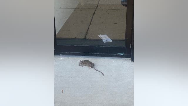 Dead rat, derogatory letter left at Chicago alderman's office amid rising immigration tensions