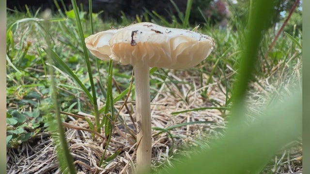 Mushrooms begin popping up all over the Chicago area