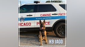 Five Chicago police K9s receive new protective vests